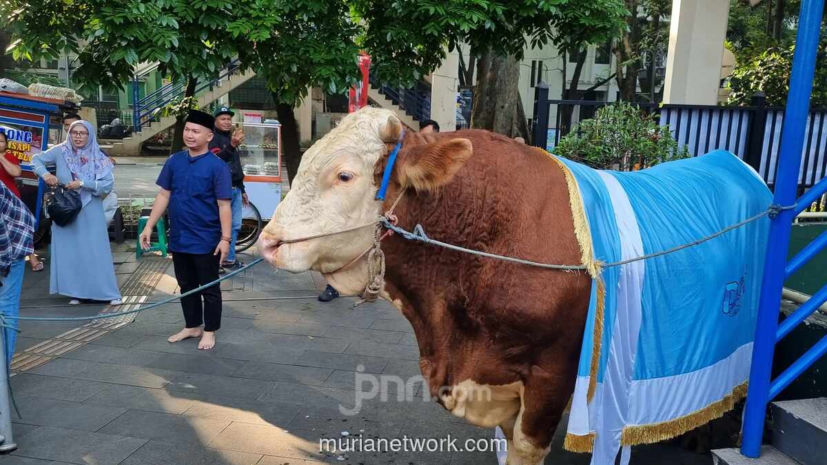 Presiden Prabowo Kurban 1.098 Sapi, Distribusi ke 552 Daerah dan Pesantren