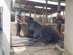 Pemerintah Siapkan Anggaran Rp100 Miliar untuk 1.098 Ekor Sapi Kurban Presiden Prabowo pada Iduladha 2026