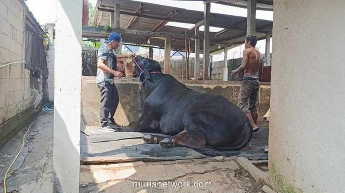 Pemerintah Siapkan Anggaran Rp100 Miliar untuk 1.098 Ekor Sapi Kurban Presiden Prabowo pada Iduladha 2026