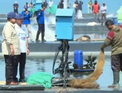 Presiden Prabowo Pimpin Panen Raya Udang Vaname di Kebumen, Target Capai 75 Ton