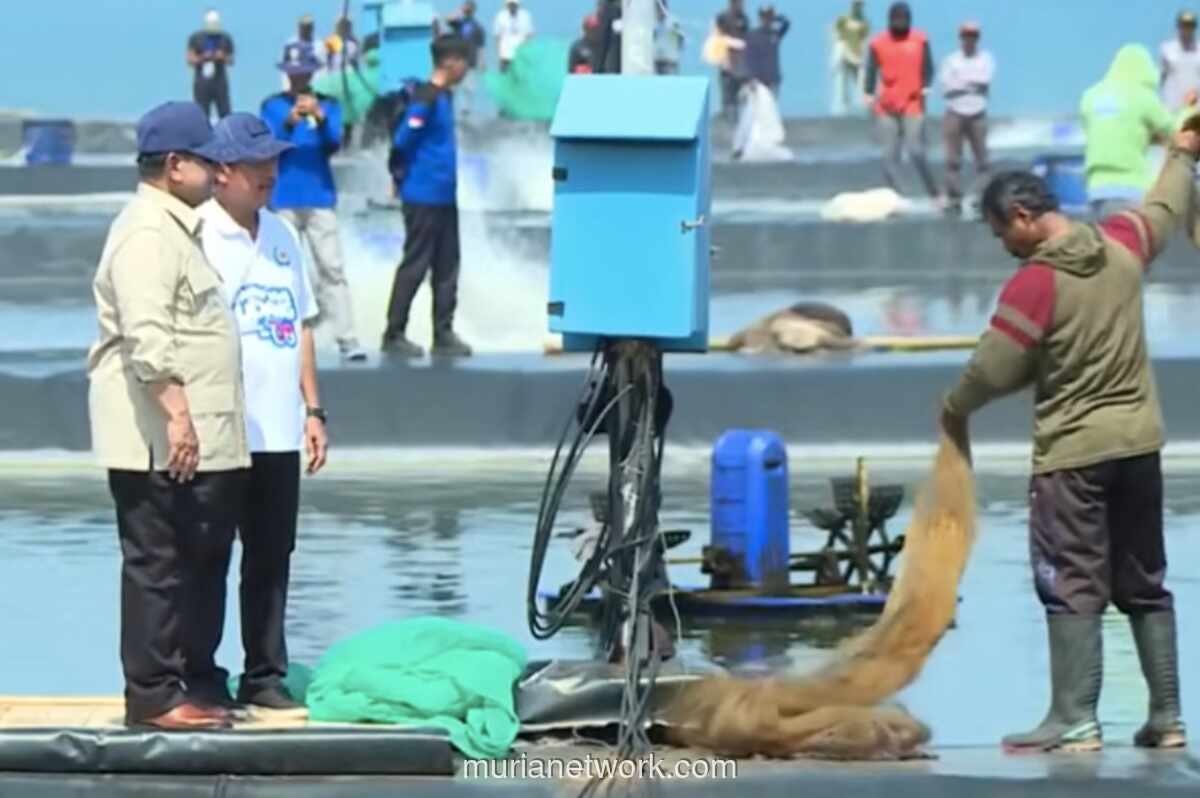 Presiden Prabowo Pimpin Panen Raya Udang Vaname di Kebumen, Target Capai 75 Ton