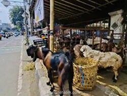 Gubernur DKI Larang Pedagang Hewan Kurban Jualan di Trotoar Jelang Idul Adha 2026