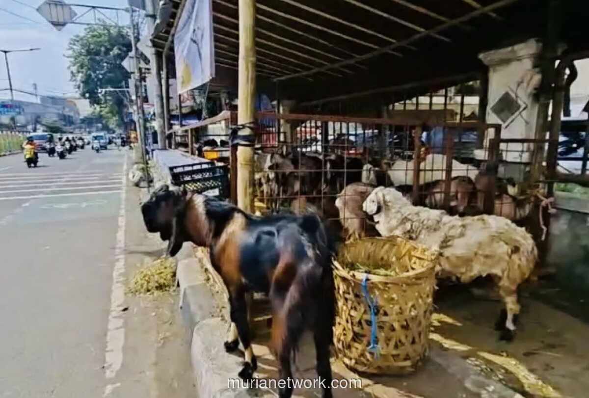 Gubernur DKI Larang Pedagang Hewan Kurban Jualan di Trotoar Jelang Idul Adha 2026