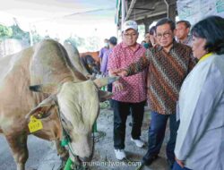 Harga Hewan Kurban di Jakarta Dipastikan Stabil Jelang Iduladha 2026