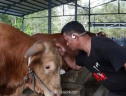 Sapi Kurban Presiden Prabowo di Balikpapan Berbobot 1,05 Ton, Dinyatakan Sehat dan Bertanduk Sempurna