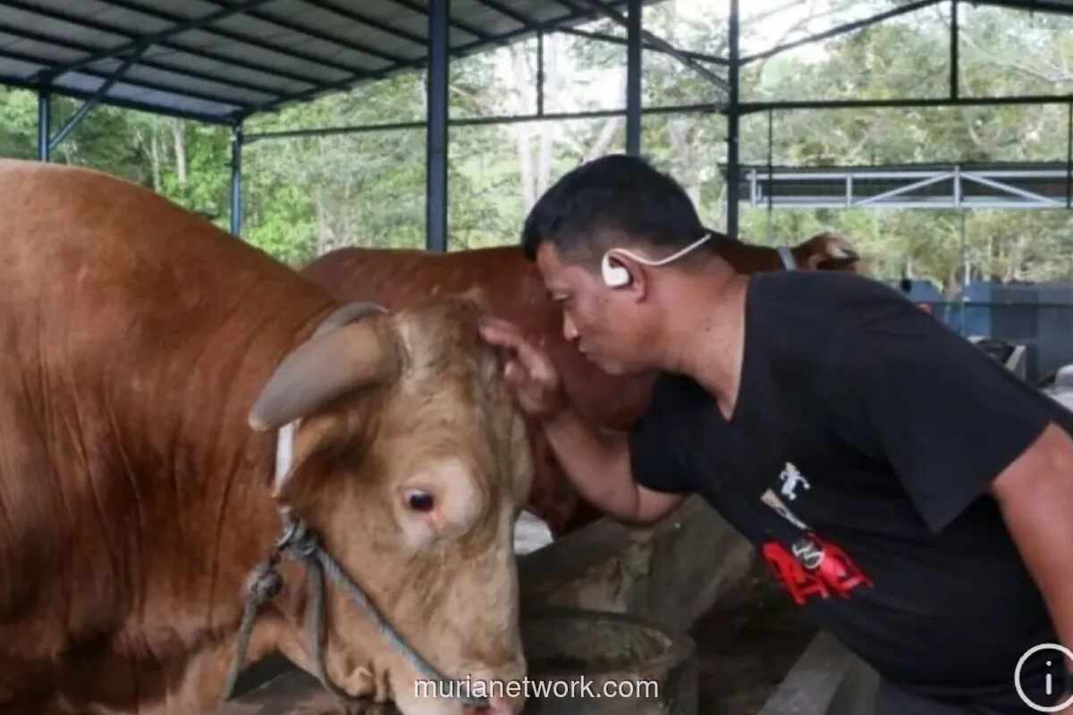 Sapi Kurban Presiden Prabowo di Balikpapan Berbobot 1,05 Ton, Dinyatakan Sehat dan Bertanduk Sempurna