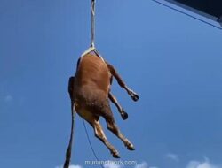 Sapi Kurban Lepas di Klaten Dievakuasi Pakai Derek, Warga Sempat Panik