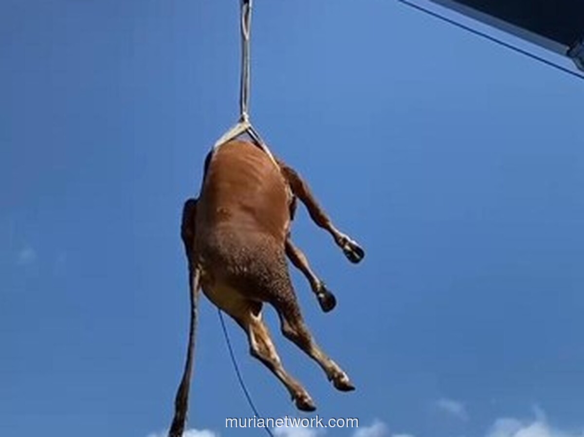 Sapi Kurban Lepas di Klaten Dievakuasi Pakai Derek, Warga Sempat Panik