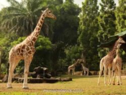 Bogor Tawarkan Ragam Wisata Edukatif dan Rekreasi Keluarga, dari Taman Safari hingga Rivera Outbound