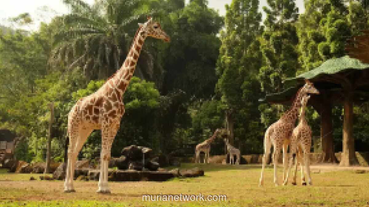 Bogor Tawarkan Ragam Wisata Edukatif dan Rekreasi Keluarga, dari Taman Safari hingga Rivera Outbound