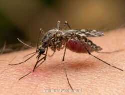 IDAI: Risiko Penularan Malaria Monyet di Perkotaan Sangat Rendah
