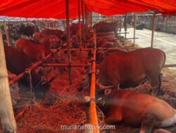 Sapi Umbaraan Asal Bima Laris Manis, Pedagang Datangkan Tambahan 20 Ekor Jelang Idul Adha