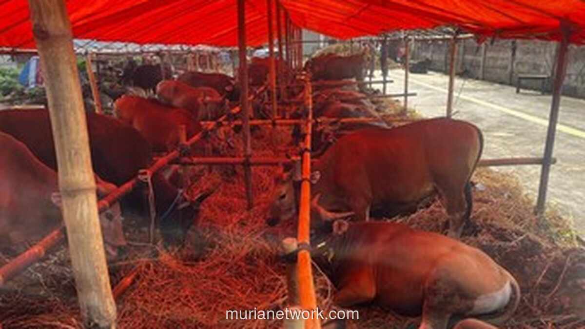 Sapi Umbaraan Asal Bima Laris Manis, Pedagang Datangkan Tambahan 20 Ekor Jelang Idul Adha