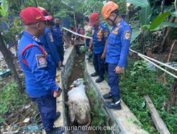 Sapi Kurban Mengamuk, Tercebur ke Selokan saat Hendak Diberi Makan di Bogor
