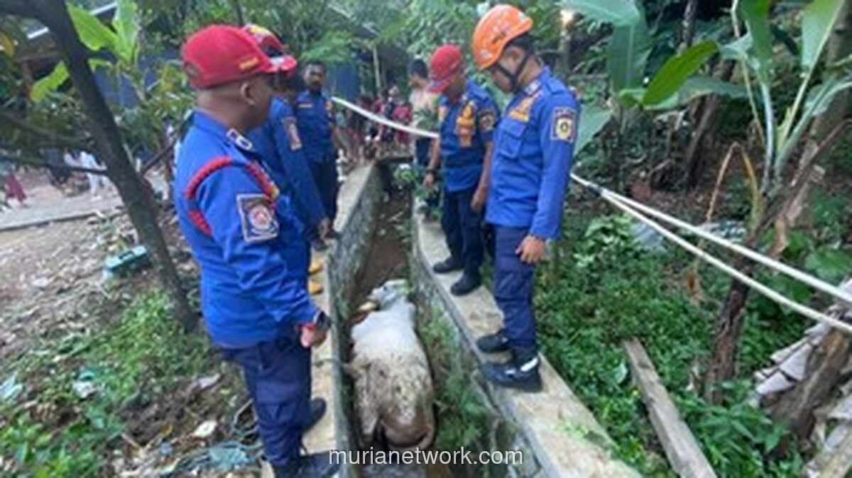 Sapi Kurban Mengamuk, Tercebur ke Selokan saat Hendak Diberi Makan di Bogor