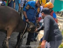 Sapi Kabur Saat Hendak Disembelih Iduladha di Bogor, Damkar Turun Tangan Evakuasi
