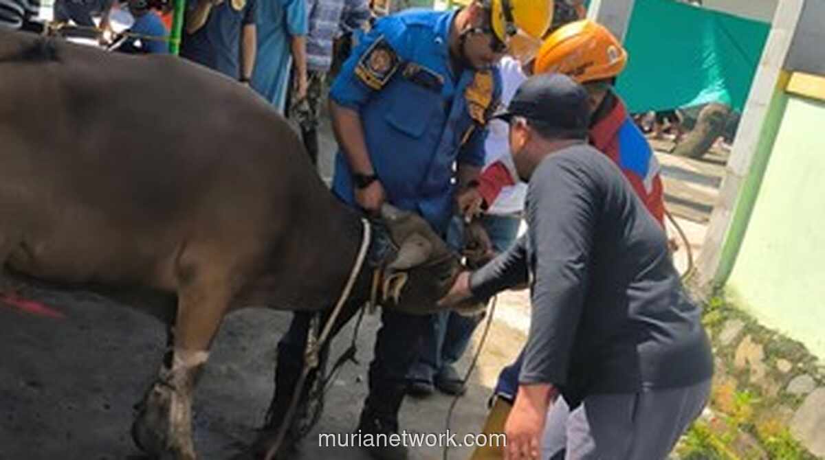 Sapi Kabur Saat Hendak Disembelih Iduladha di Bogor, Damkar Turun Tangan Evakuasi