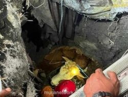 Sapi Kurban Terperosok ke Septic Tank Sedalam 6 Meter di Mojokerto, Dievakuasi Damkar Lebih 3 Jam
