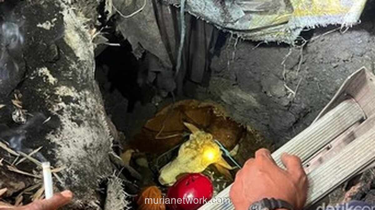 Sapi Kurban Terperosok ke Septic Tank Sedalam 6 Meter di Mojokerto, Dievakuasi Damkar Lebih 3 Jam