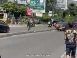 Sapi Kurban Lolos dari Ikatan, Berlari ke Jalan Raya di Ciputat Timur