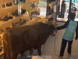 Sapi Kurban Mengamuk, Terobos Toko Kamera di Bogor