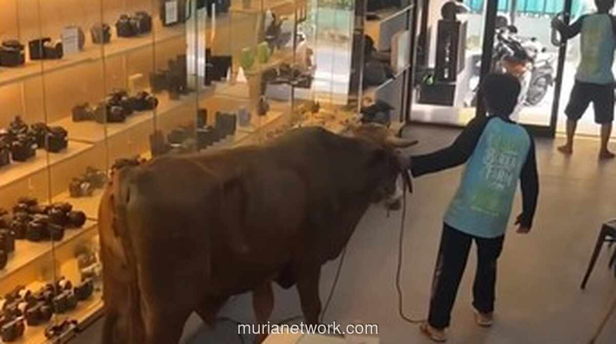 Sapi Kurban Mengamuk, Terobos Toko Kamera di Bogor