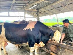 Guru Besar UIN: Dana APBN untuk Sapi Kurban Presiden Harus Diposisikan sebagai Program Sosial Negara, Bukan Ibadah Personal