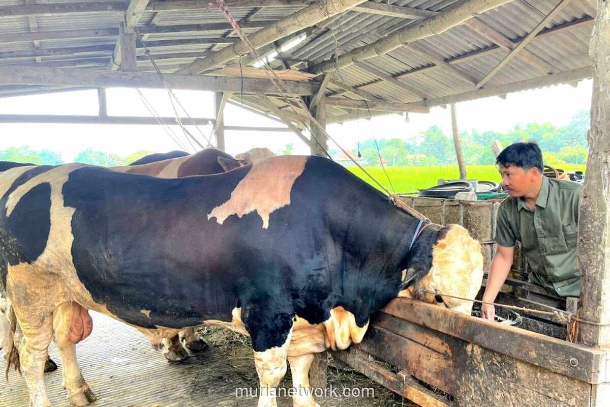 Guru Besar UIN: Dana APBN untuk Sapi Kurban Presiden Harus Diposisikan sebagai Program Sosial Negara, Bukan Ibadah Personal