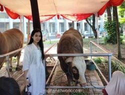 Sapi Kurban Presiden dan Wapres Berbobot 1,3 Ton Curi Perhatian Jemaah Istiqlal