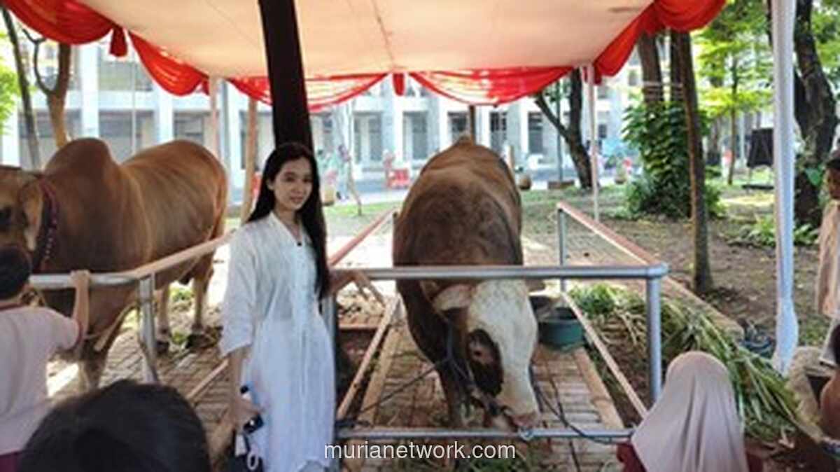 Sapi Kurban Presiden dan Wapres Berbobot 1,3 Ton Curi Perhatian Jemaah Istiqlal
