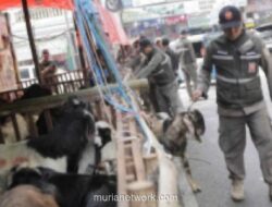 Satpol PP Jakarta Pusat Tertibkan Lapak Pedagang Hewan Kurban di Trotoar Tanah Abang dan Johar Baru