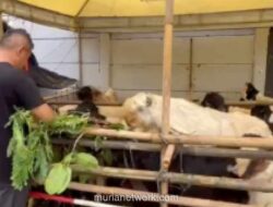 Pedagang Hewan Kurban yang Viral Berjualan di Trotoar Karet Tengsin Dipindahkan ke Lokasi Baru