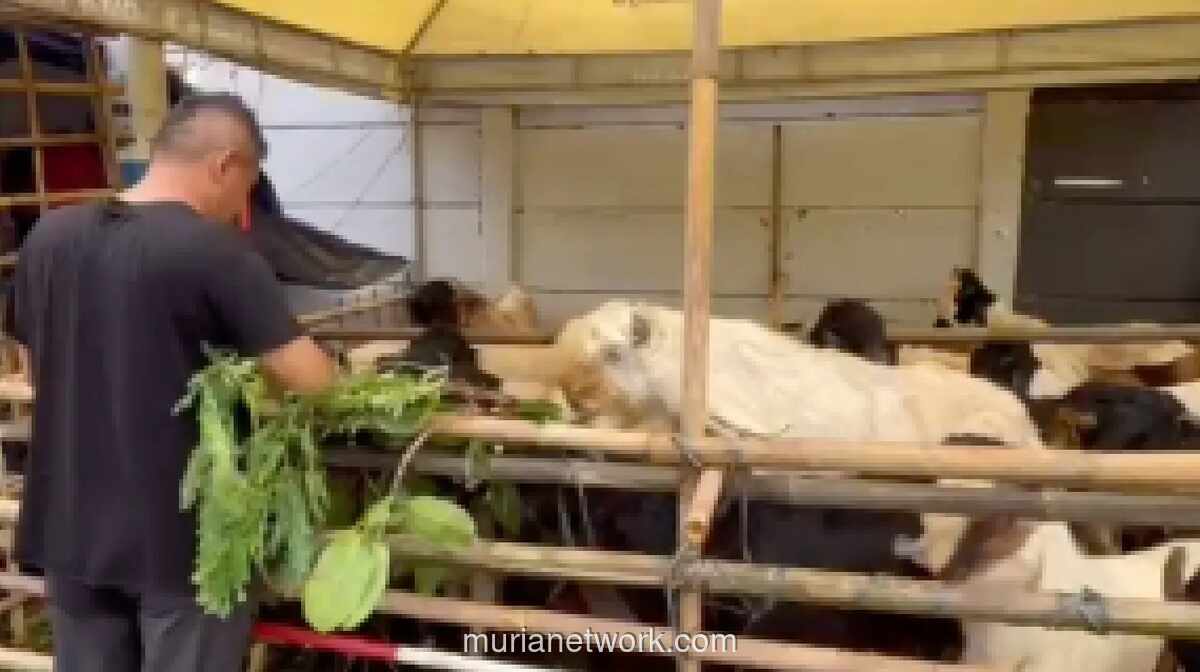 Pedagang Hewan Kurban yang Viral Berjualan di Trotoar Karet Tengsin Dipindahkan ke Lokasi Baru