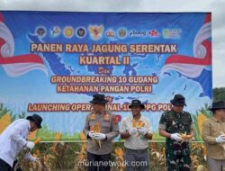 Panen Raya Jagung Serentak Kuartal II 2026 di Jambi, Kolaborasi Polri-Swasta Capai 569 Hektar Lahan Binaan