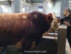 Distok Hewan Kurban Banjarnegara Melimpah, Sapi Lokal Besar-besar Justru Dikirim ke Luar Daerah