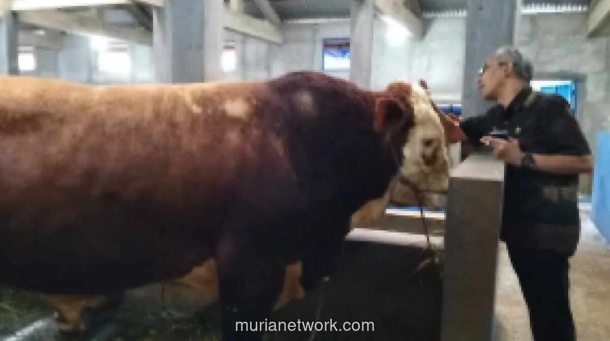 Distok Hewan Kurban Banjarnegara Melimpah, Sapi Lokal Besar-besar Justru Dikirim ke Luar Daerah