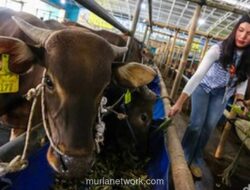Pasokan Hewan Kurban di Jawa Barat Dipastikan Aman, Stok Domba dan Sapi Melonjak Signifikan
