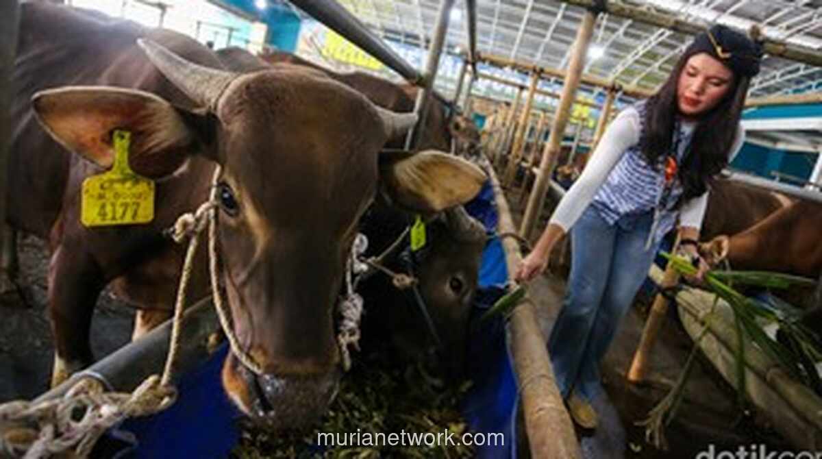 Pasokan Hewan Kurban di Jawa Barat Dipastikan Aman, Stok Domba dan Sapi Melonjak Signifikan