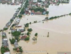 Banjir Luapan Sungai Balo-Balo Rendam Puluhan Hektare Sawah dan Kebun di Luwu Timur