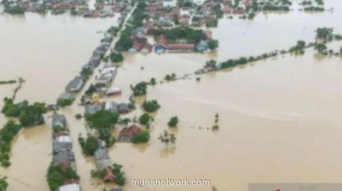 Banjir Luapan Sungai Balo-Balo Rendam Puluhan Hektare Sawah dan Kebun di Luwu Timur