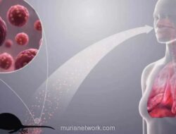 WHO: Temuan Hantavirus di Kapal Pesiar Tidak Menandakan Awal Pandemi Baru