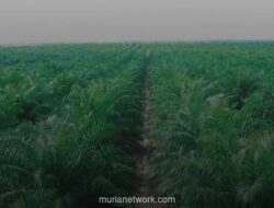 Triputra Agro Persada Bagikan Dividen Rp3,58 Triliun untuk Tahun Buku 2025, Naik 18,4 Persen