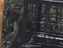 Monyet Dirantai di Lampu Merah Margonda Ternyata Milik Pengamen, Damkar Depok Tak Bisa Evakuasi