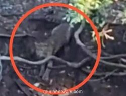 Pengelola Tahura Raden Soerjo Belum Verifikasi Video Viral Penampakan Mirip Macan di Cangar