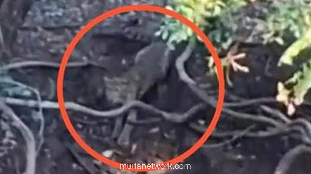 Pengelola Tahura Raden Soerjo Belum Verifikasi Video Viral Penampakan Mirip Macan di Cangar