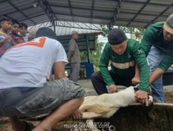 Nurcholis Madjid: Antara Ibadah Kurban dan Tradisi yang Tak Terpisahkan