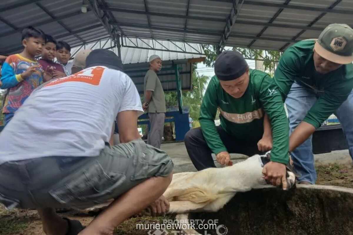 Nurcholis Madjid: Antara Ibadah Kurban dan Tradisi yang Tak Terpisahkan