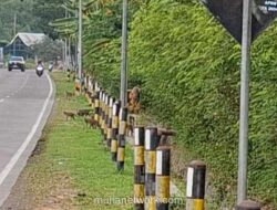 Kawanan Monyet Liar Turun ke Jalan Nasional Probolinggo-Situbondo Akibat Kekurangan Pakan
