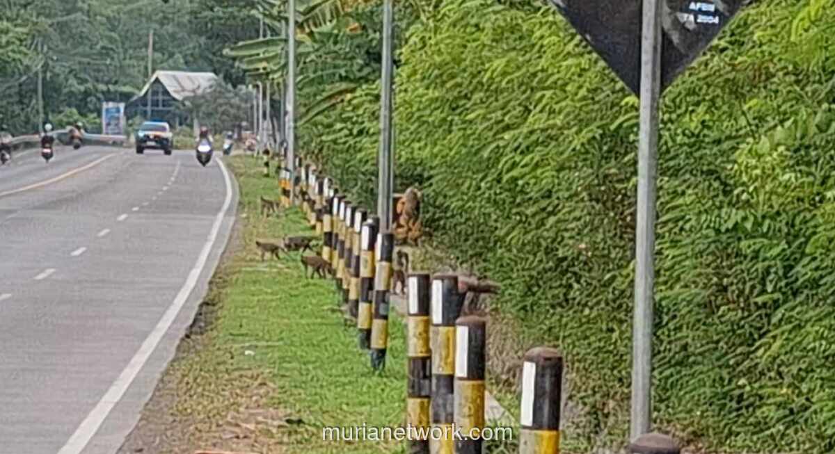 Kawanan Monyet Liar Turun ke Jalan Nasional Probolinggo-Situbondo Akibat Kekurangan Pakan