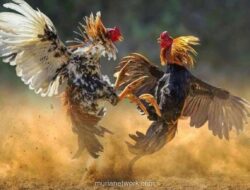 Polrestabes Makassar Amankan 52 Orang dalam Penggerebekan Judi Sabung Ayam, Enam Tersangka Termasuk Pengacara